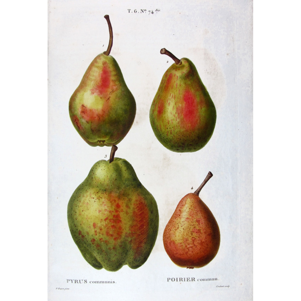Common Pear Pyrus communis | Hand-colored print by Bessa Common Pear Pyrus communis | Hand-colored print by Bessa