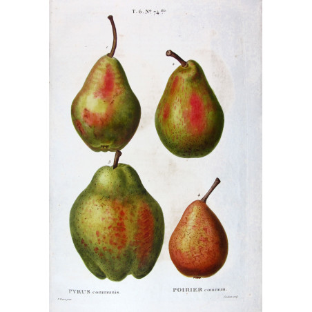 Common Pear  Pyrus communis | Hand-colored print by Bessa