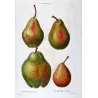 Cultivated Pears (*Pyrus communis*), Original antique botanical plate by Pancrace Bessa  (c.1801-1819)