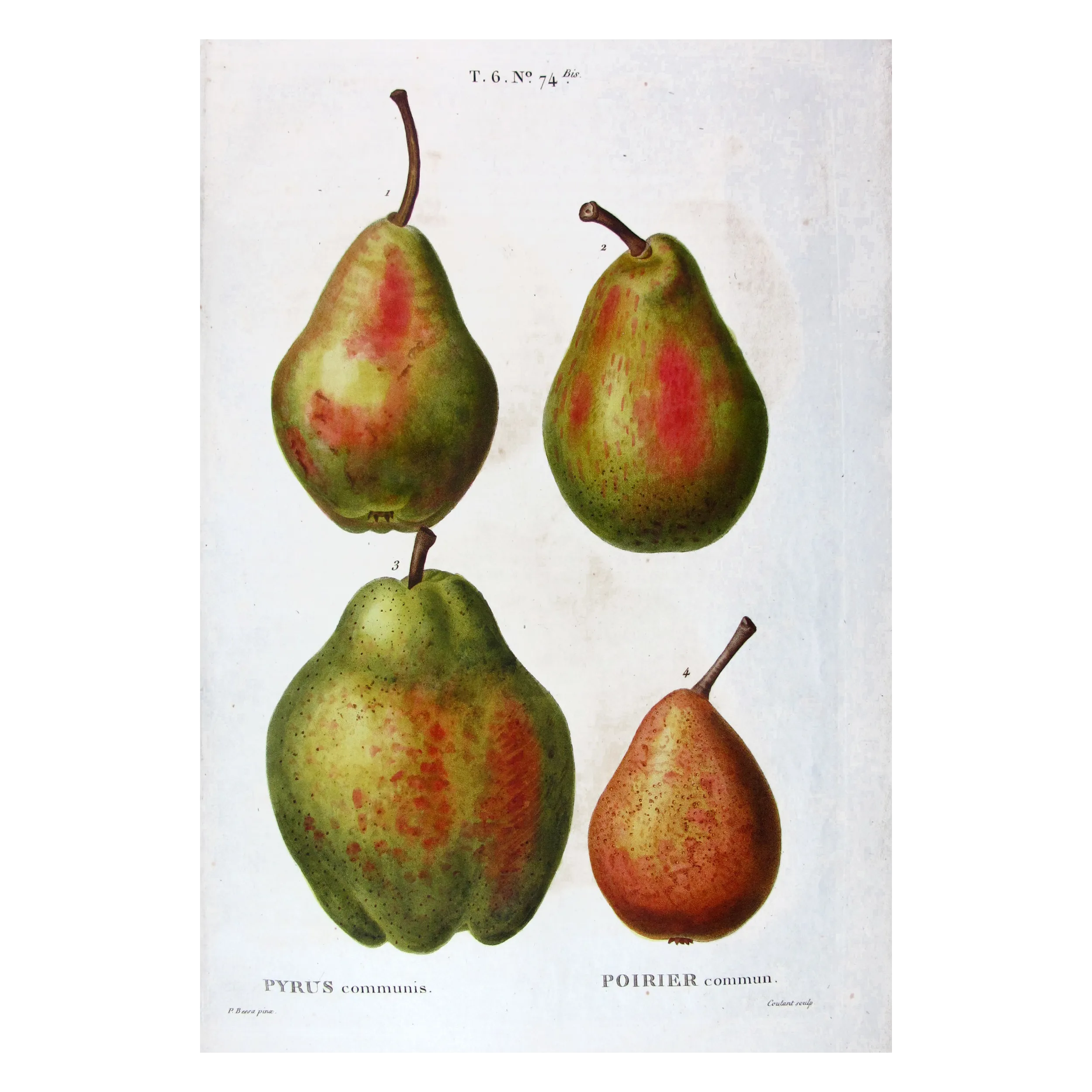 Antique Botanical Print – Pancrace Bessa – Common Pear