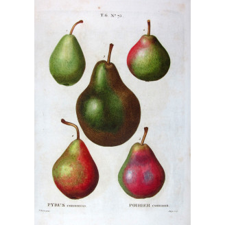 Varieties of Common Pear  Pyrus communis | Antique botanical by Bessa