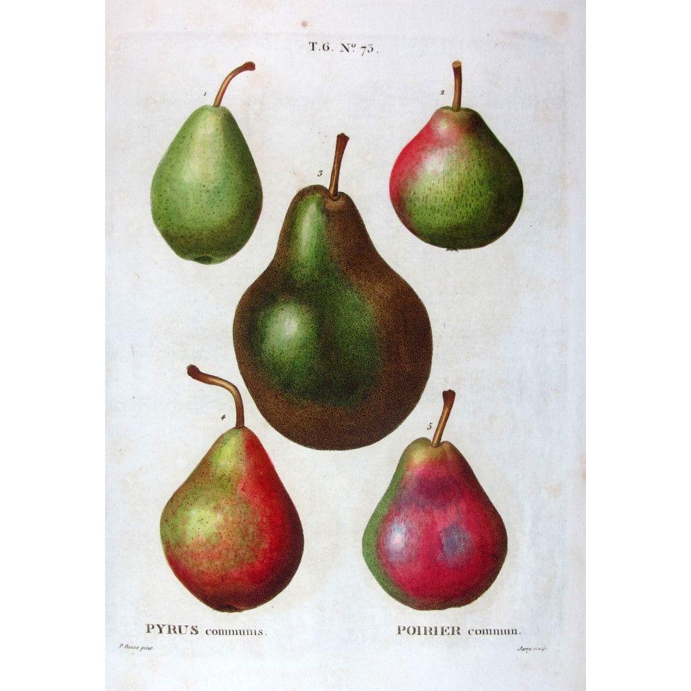 Varieties of Common Pear  Pyrus communis | Antique botanical by Bessa