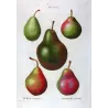 Cultivated Pear Varieties (*Pyrus communis*), Antique botanical print by Bessa (c.1801-1819)