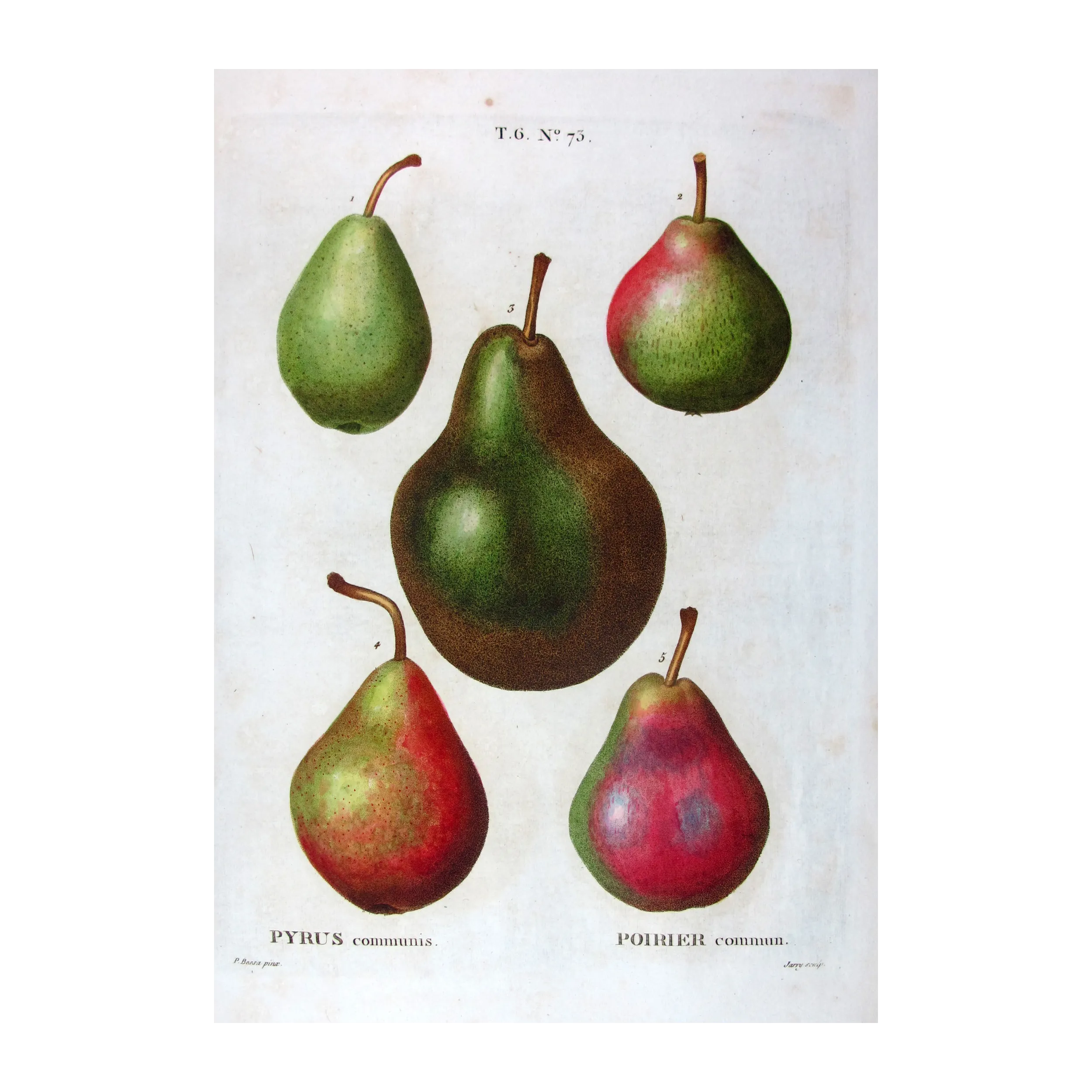 Antique Botanical Print – Pancrace Bessa – Common Pear Varieties