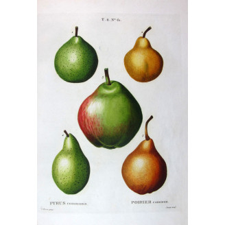 Common Pear Cultivars  Pyrus communis | Bessa botanical engraving