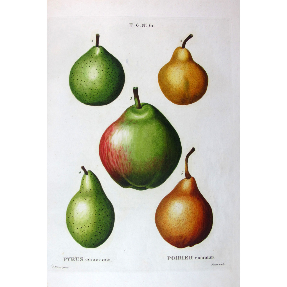 Common Pear Cultivars Pyrus communis | Bessa botanical engraving Common Pear Cultivars Pyrus communis | Bessa botanical engraving