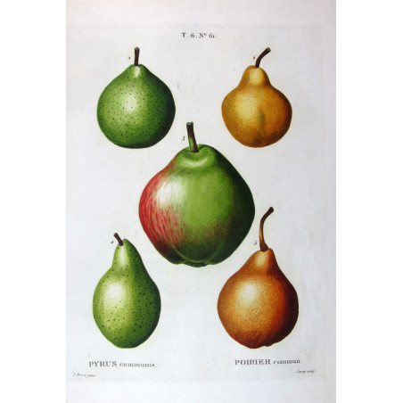 Common Pear Cultivars  Pyrus communis | Bessa botanical engraving