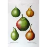 French Cultivated Pear Varieties (Pyrus communis) — Original Hand-Colored Engraving by Pancrace Bessa, c.1801–1819
