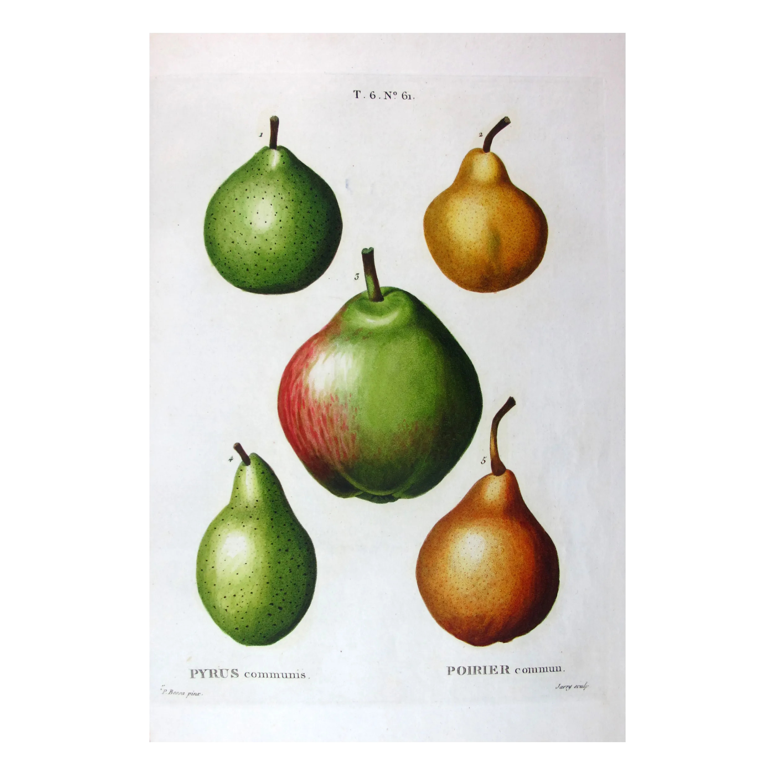 Antique Botanical Print – Pancrace Bessa – Common Pear Cultivars