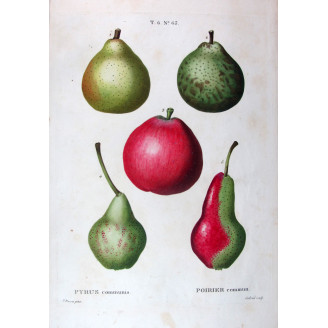 Variegated Pears and Apple  Pyrus communis  Bessa