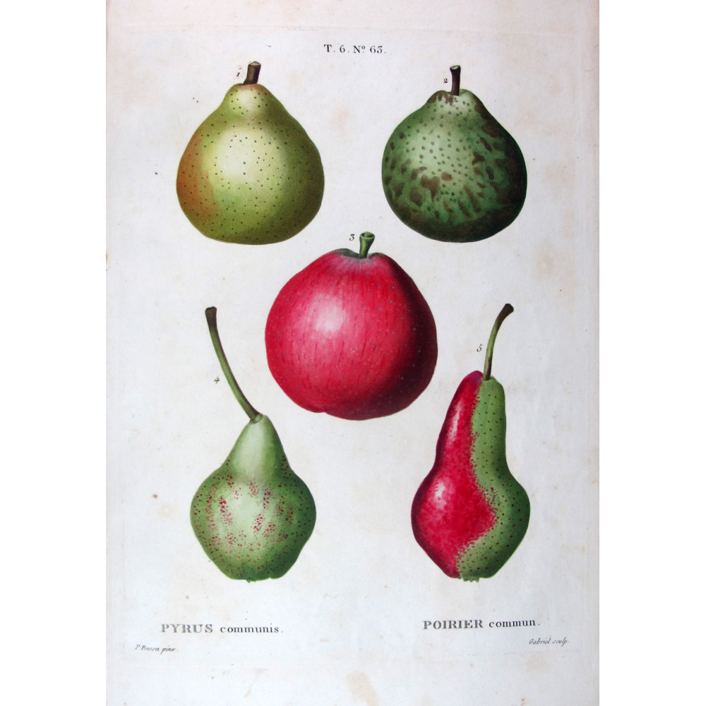 Variegated Pears and Apple Pyrus communis Bessa Variegated Pears and Apple Pyrus communis Bessa