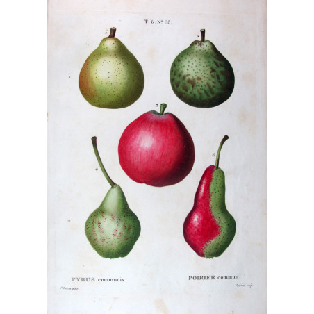 Variegated Pears and Apple  Pyrus communis  Bessa