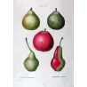 Variegated Pears and Apple (*Pyrus communis*),  Poirier commun,  Antique botanical print by Bessa (c.1801-1819)