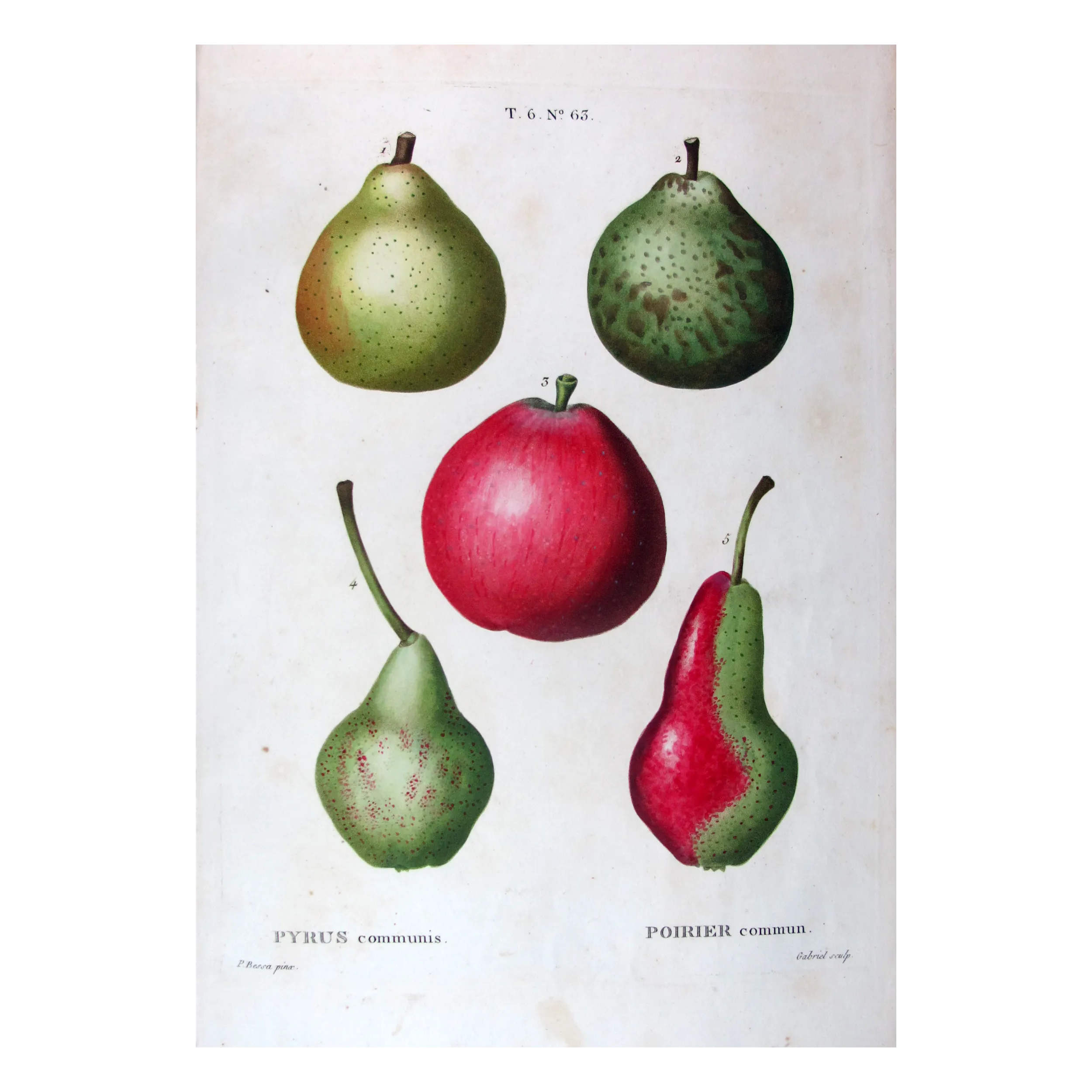 Antique Botanical Print – Pancrace Bessa – Variegated Pears and Apple