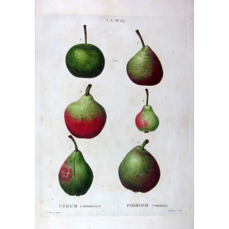 Assorted Pears  Pyrus communis  Pancrace Bessa