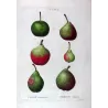 French Cultivated Pear Varieties (Pyrus communis) — Original Hand-Colored Engraving by Pancrace Bessa