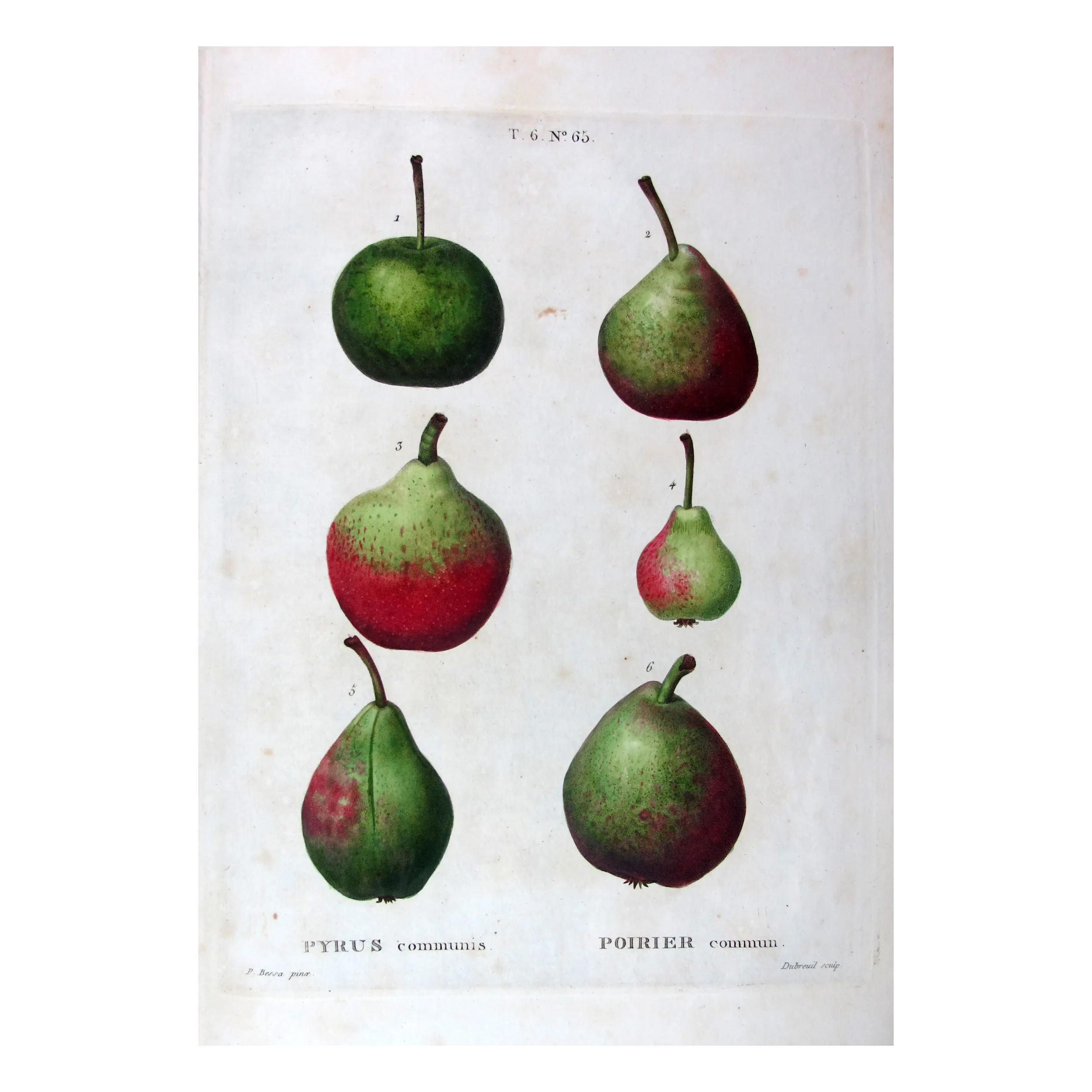 Antique Botanical Print – Pancrace Bessa – Assorted Red-Green Pears