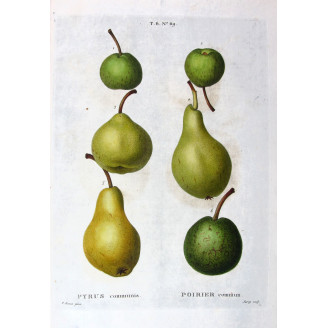 Golden Pears and Apples  Pyrus communis  Bessa