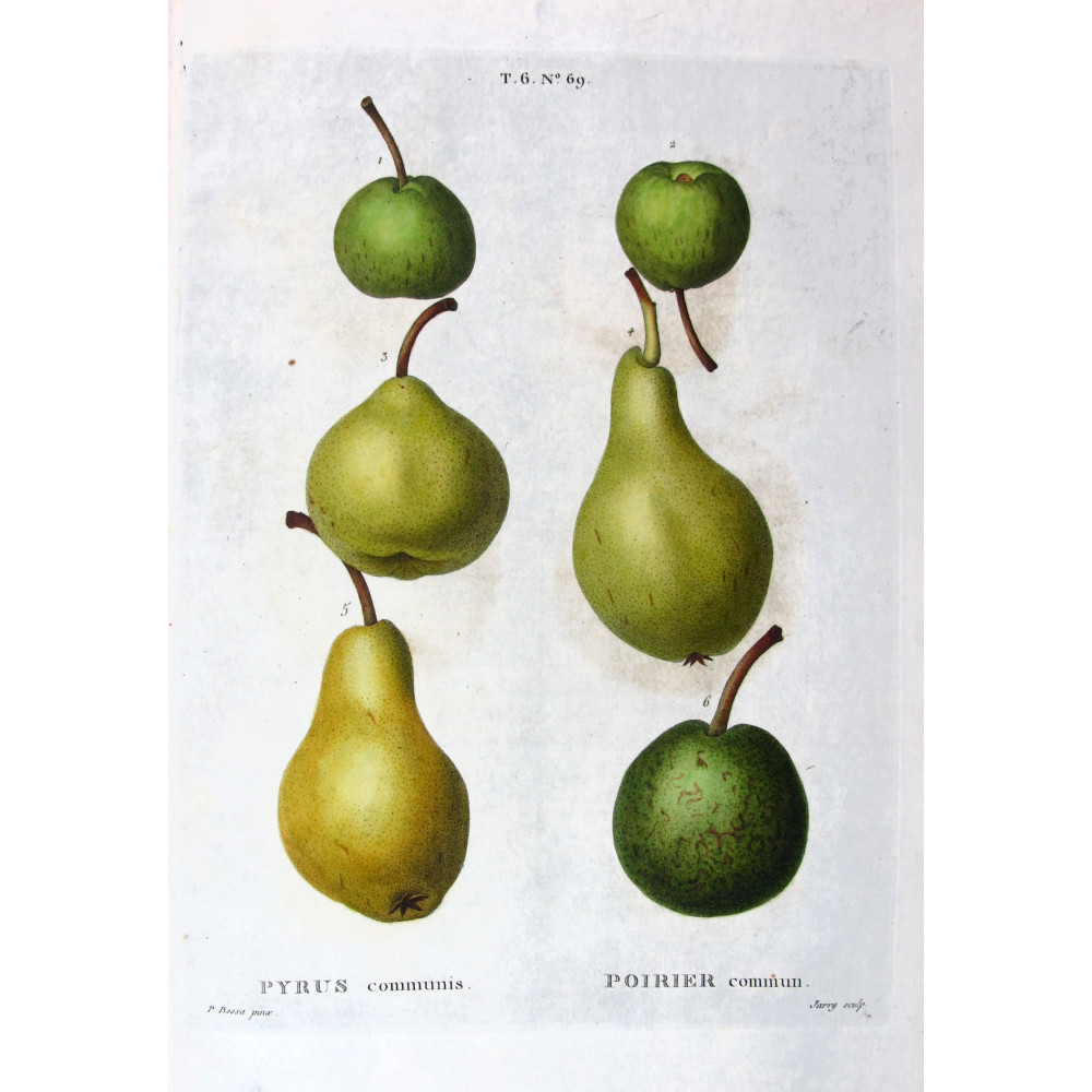 Golden Pears and Apples Pyrus communis Bessa Golden Pears and Apples Pyrus communis Bessa