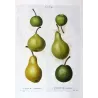 Green-Golden Pears Varieties (*Pyrus communis*), Poirier commun, Antique botanical print by Bessa (c.1801-1819)