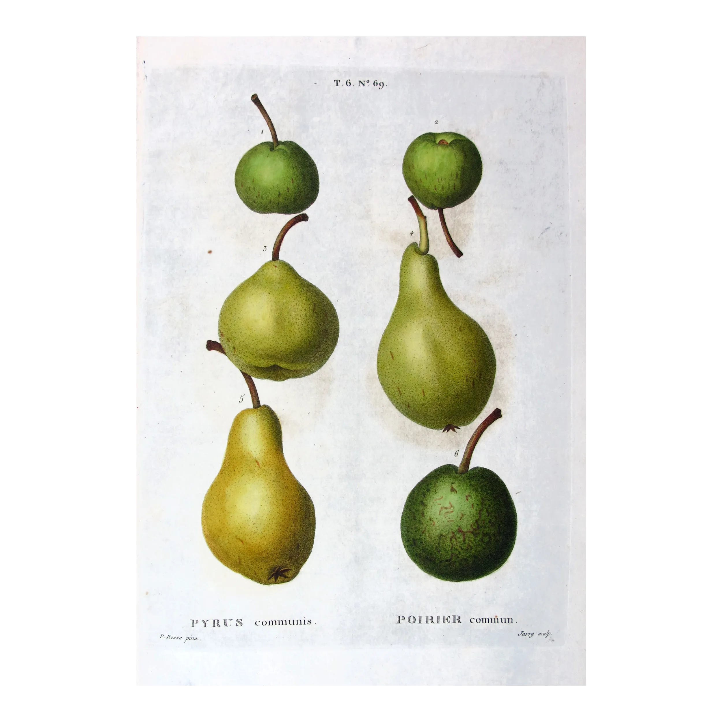 Antique Botanical Print – Pancrace Bessa – Green-Golden Pears and Apples
