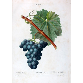 Frano-Kenthal Grape  Vitis vinifera  Bessa Lithograph