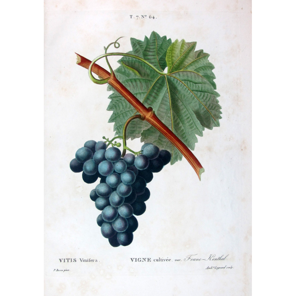 Frano-Kenthal Grape Vitis vinifera Bessa Lithograph Frano-Kenthal Grape Vitis vinifera Bessa Lithograph