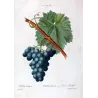 Franc-Kenthal Grape (*Vitis vinifera*) var. Franc-Kenthal, Antique botanical print by Bessa (c.1801-1819)