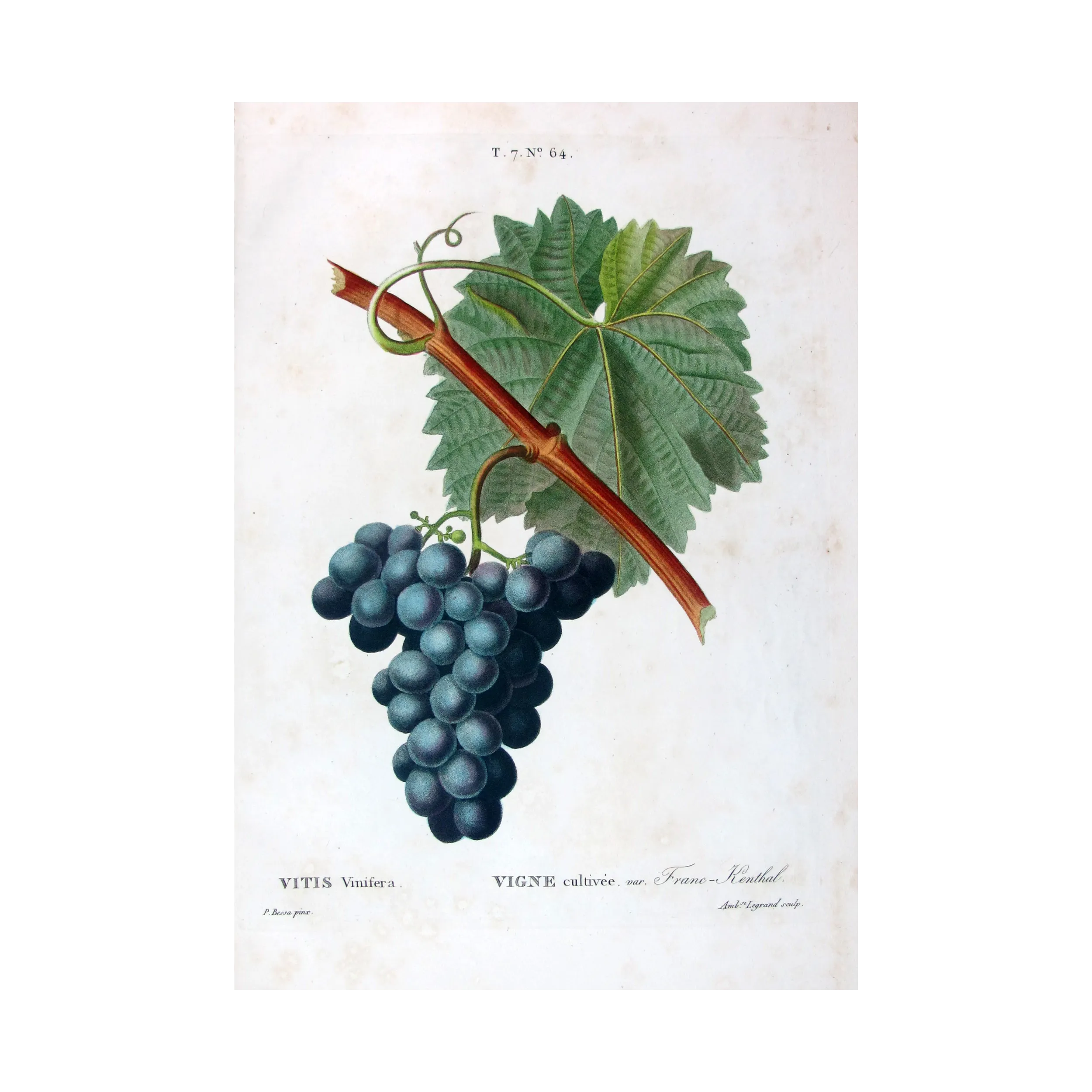 Antique Botanical Print – Pancrace Bessa – Franc-Kenthal Grape