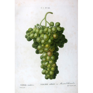 Muscat of Alexandria  Vitis vinifera  Pancrace Bessa