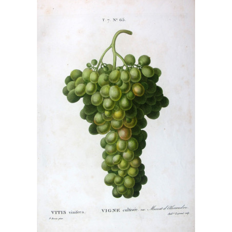 Muscat of Alexandria  Vitis vinifera  Pancrace Bessa