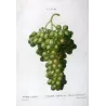 Muscat of Alexandria (*Vitis vinifera*) var. Muscat, Alexandrie, Antique botanical print by Bessa (c.1801-1819)