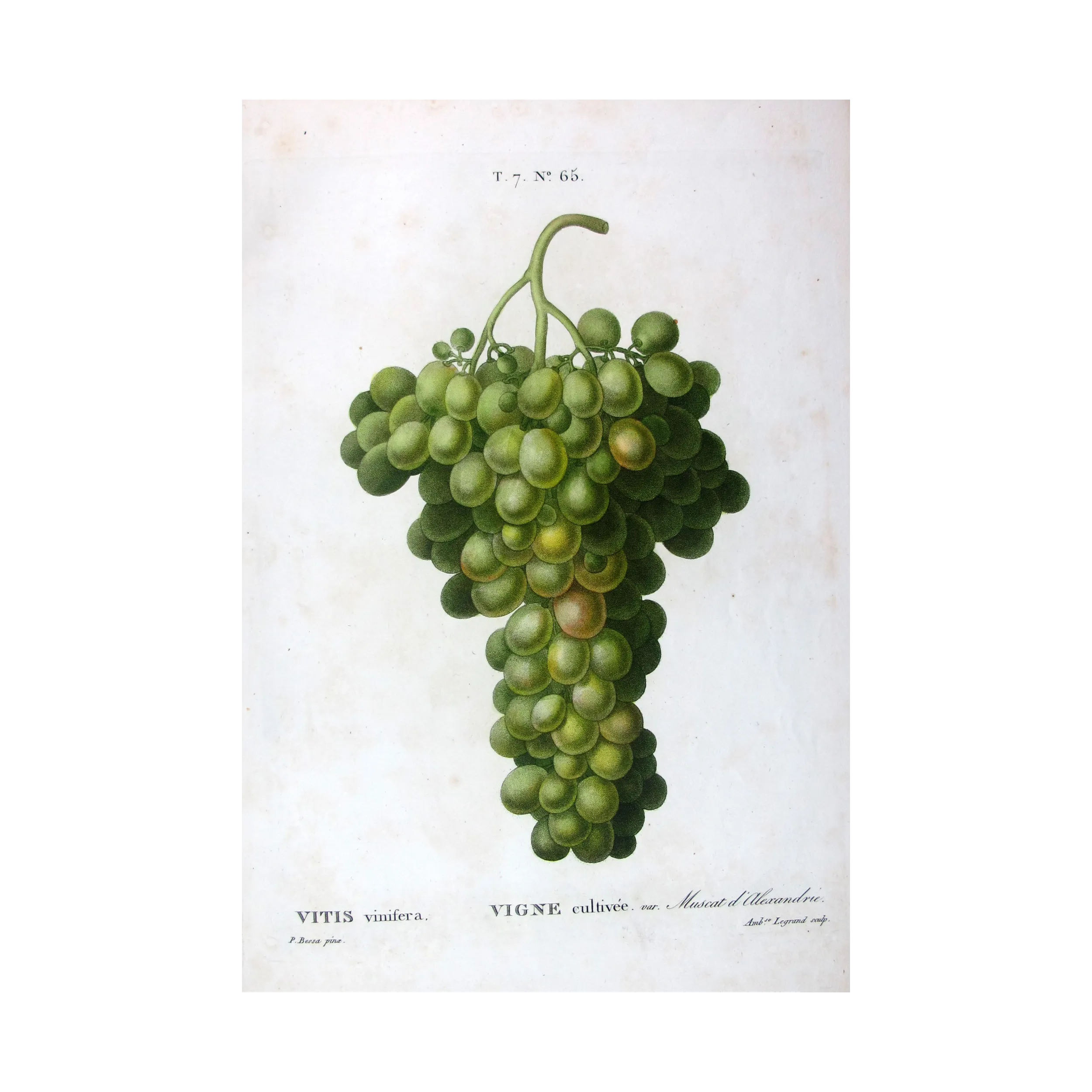 Antique Botanical Print – Pancrace Bessa – Muscat of Alexandria