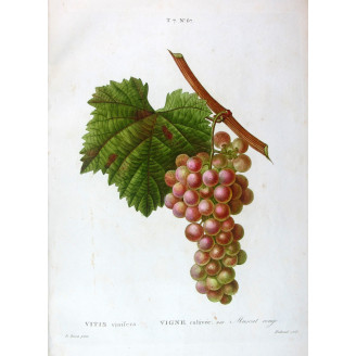 Red Muscat Grape  Vitis vinifera  Pancrace Bessa Print