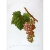 Red Muscat Grape (*Vitis vinifera*) var. Muscat rouge, Antique botanical print by Bessa (c.1801-1819)