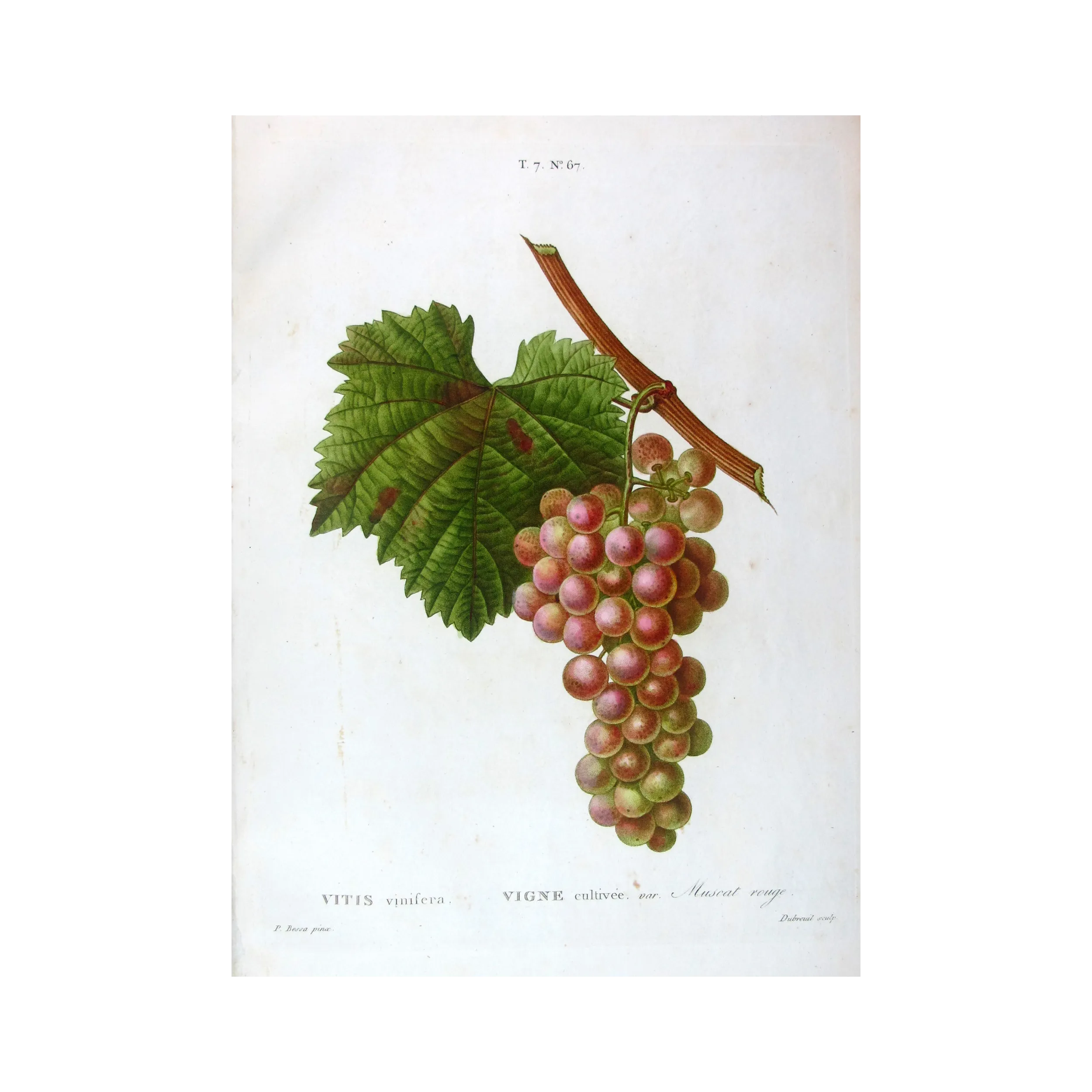 Antique Print by Pancrace Bessa – Red Muscat Grape (Vitis vinifera)