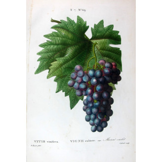 Purple Muscat Grape  Vitis vinifera  Pancrace Bessa