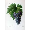 Purple Muscat Grape (*Vitis vinifera*) var. Muscat violet, Antique botanical print by Bessa (c.1801-1819)