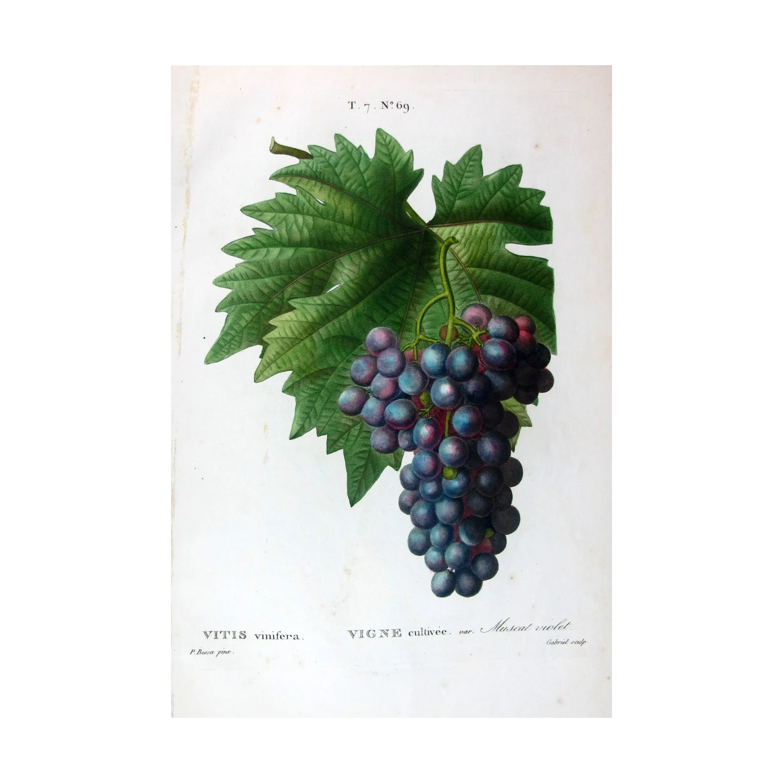 Antique Print by Pancrace Bessa – Purple Muscat Grape (Vitis vinifera)