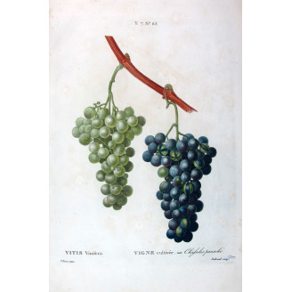 Chasselas Panaché Grape  Vitis vinifera  Bessa Print