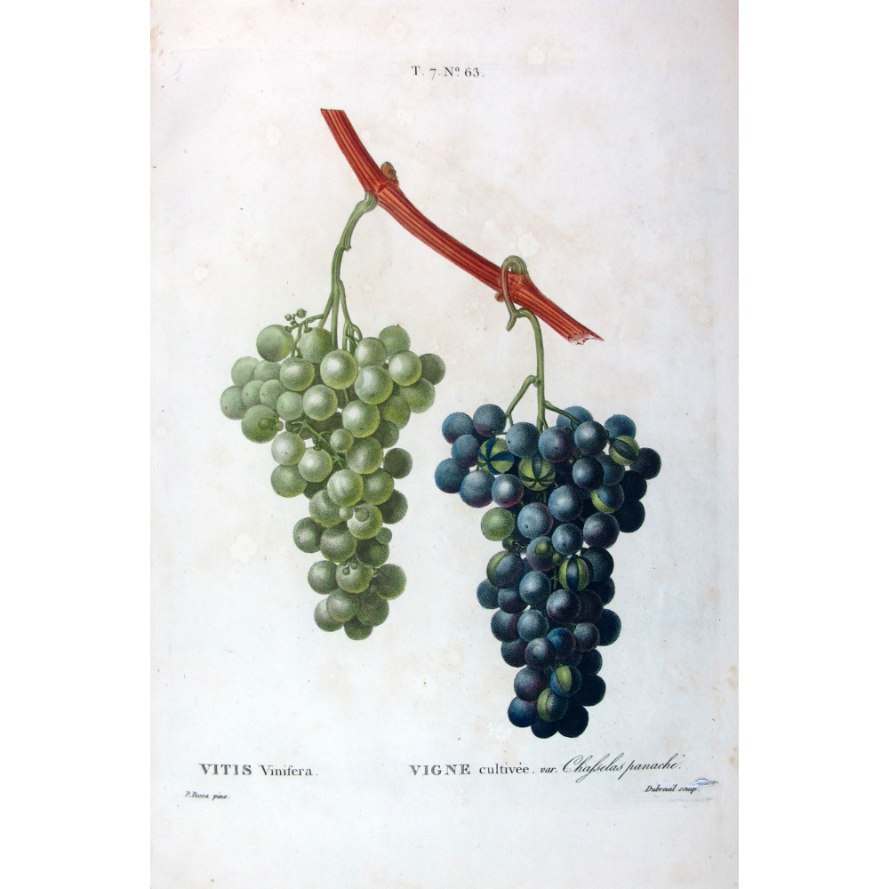 Chasselas Panaché Grape Vitis vinifera Bessa Print Chasselas Panaché Grape Vitis vinifera Bessa Print