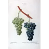 Chasselas Panaché Grape (*Vitis vinifera*) Antique botanical print by Bessa (c.1801-1819)
