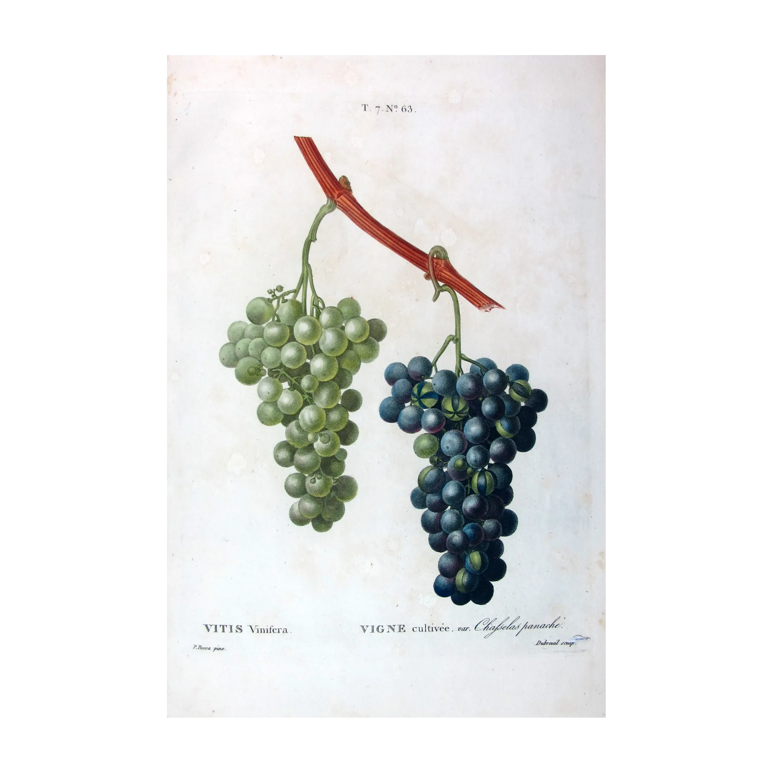 Antique Botanical Print – Pancrace Bessa – Chasselas Panaché Grape