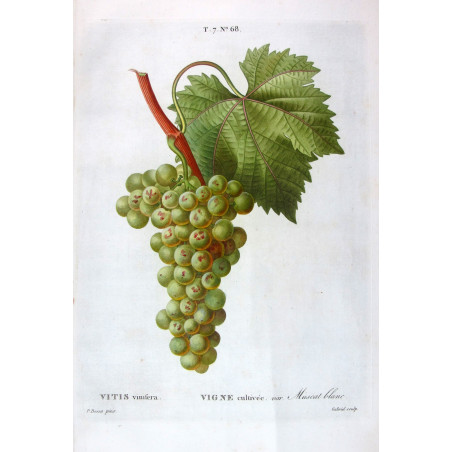 White Muscat Grape  Vitis vinifera  Pancrace Bessa