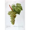 White Muscat Grape (*Vitis vinifera*) var. Muscat blanc, Antique botanical print by Bessa (c.1801-1819)