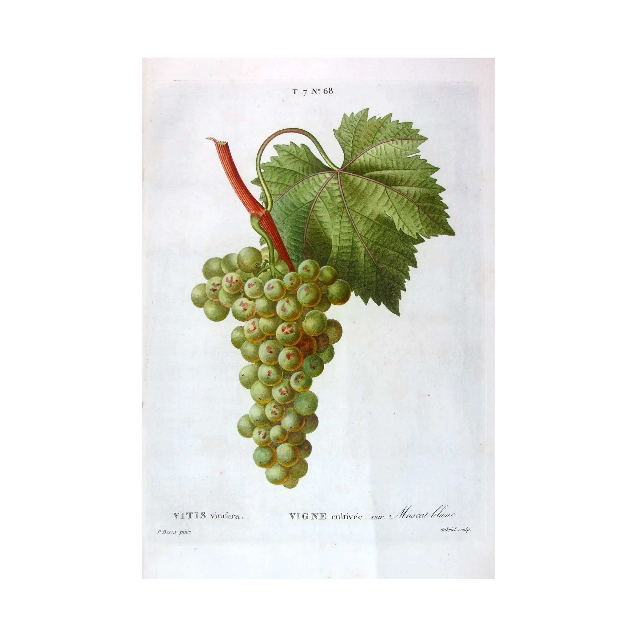 Antique Botanical Print – Pancrace Bessa – White Muscat Grape