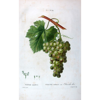 Golden Chasselas Grape  Vitis vinifera  Bessa