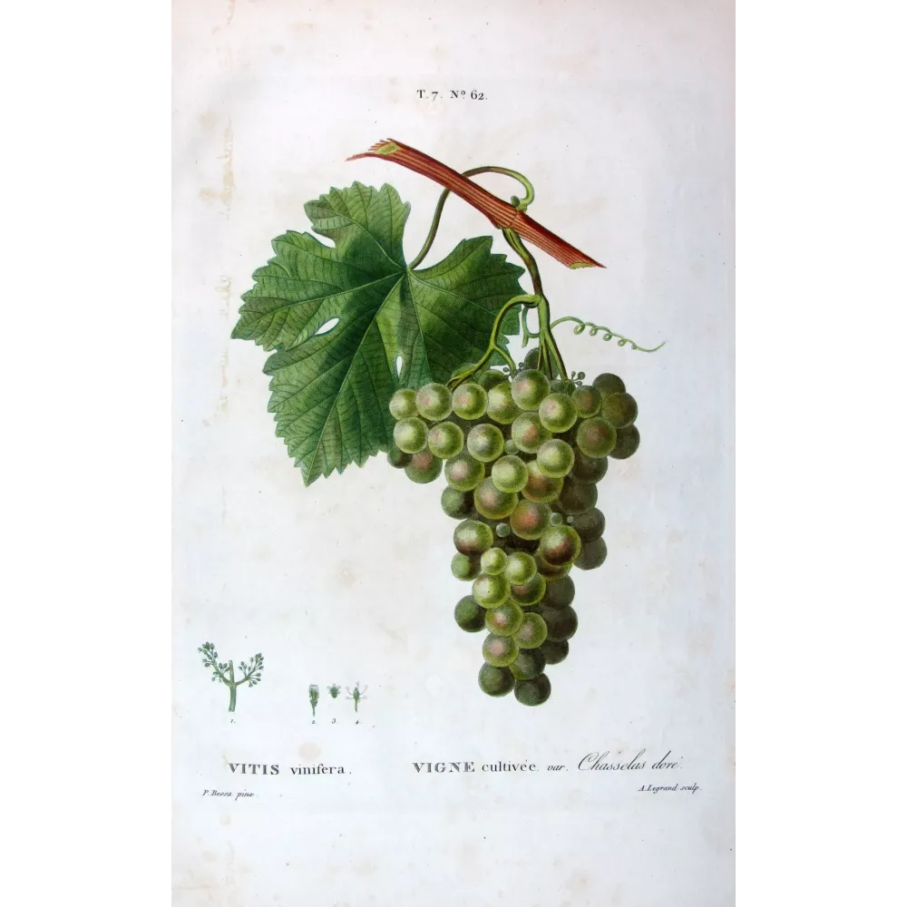 Golden Chasselas Grape Vitis vinifera Bessa Golden Chasselas Grape Vitis vinifera Bessa