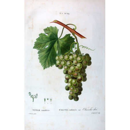 Golden Chasselas Grape  Vitis vinifera  Bessa