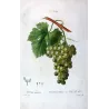 Golden Chasselas Grape (*Vitis vinifera*) var. Chasselas doré, Antique botanical print by Bessa (c.1801-1819)